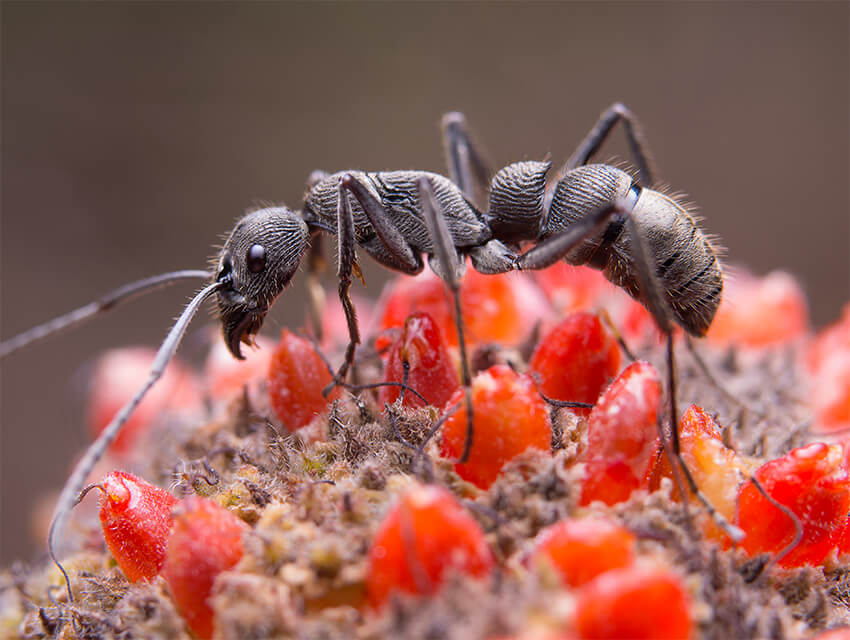 Everything you need to know about ants and Pests.