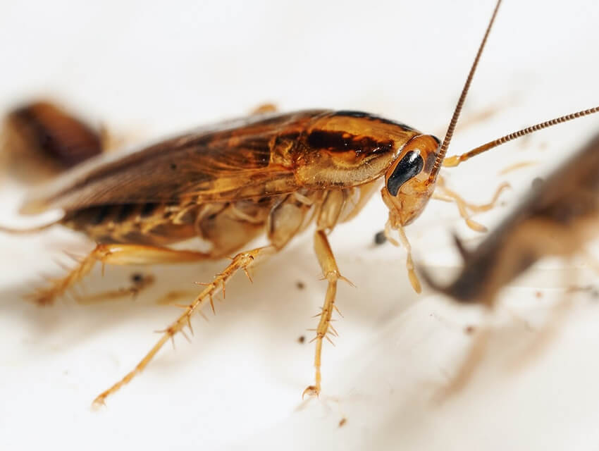 How to Choose Your Seattle Pest Control Company.