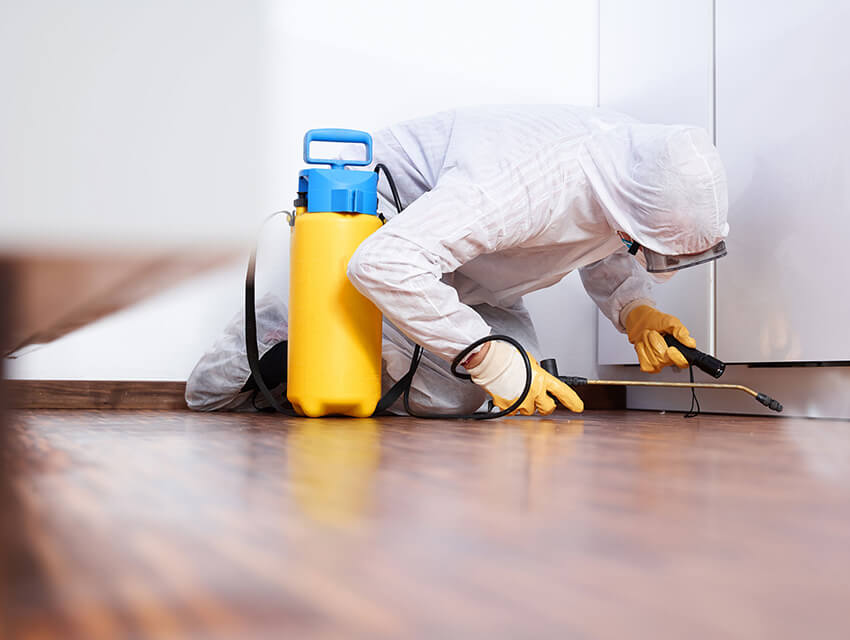 Learn how to get rid of pests from our Company.